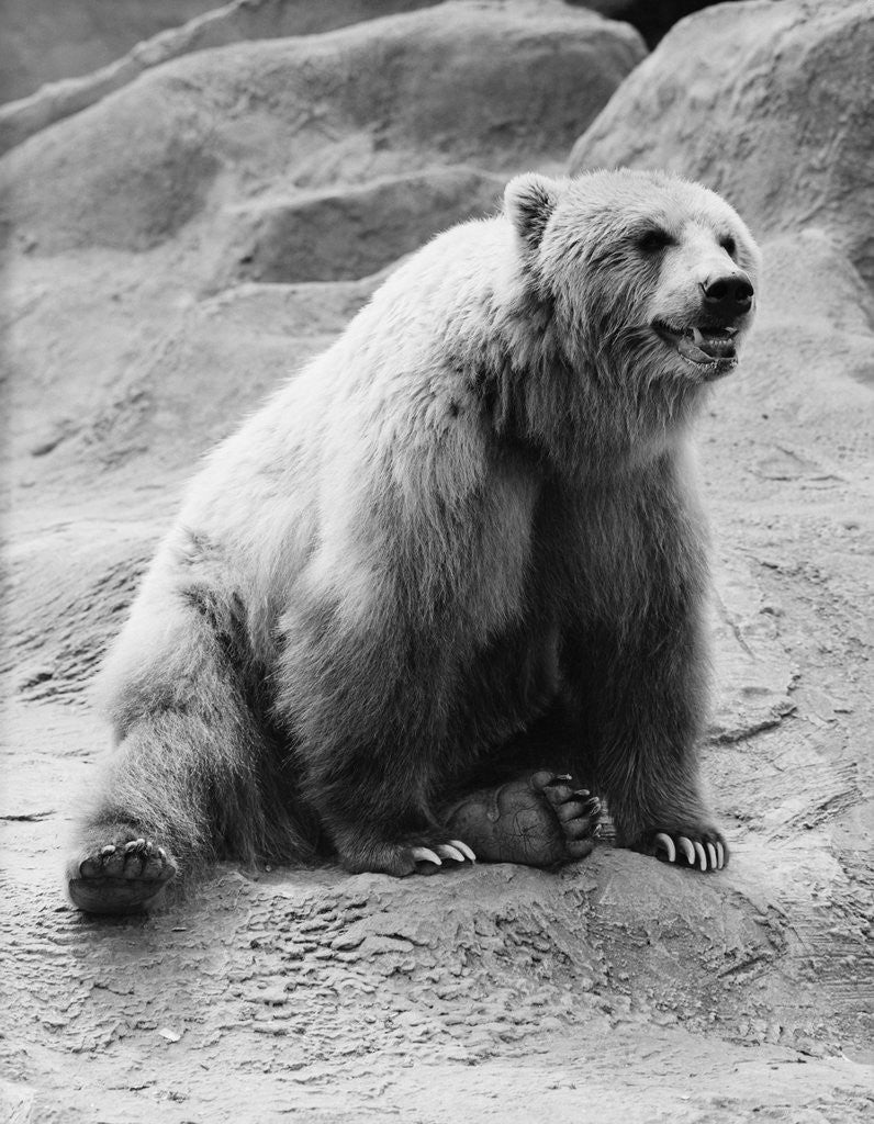 Detail of Kodiak Bear in Zoo by Anonymous