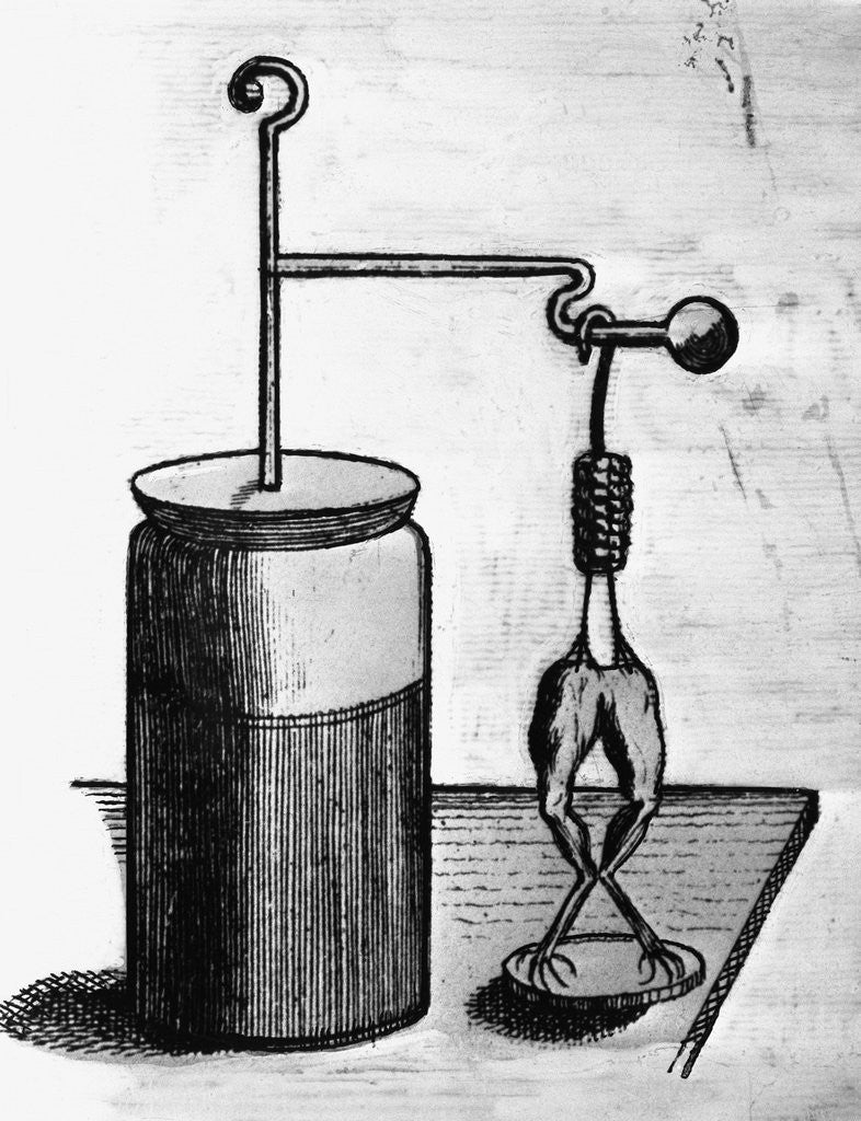 Detail of Frog Legs Connected To Electrical Feed by Anonymous