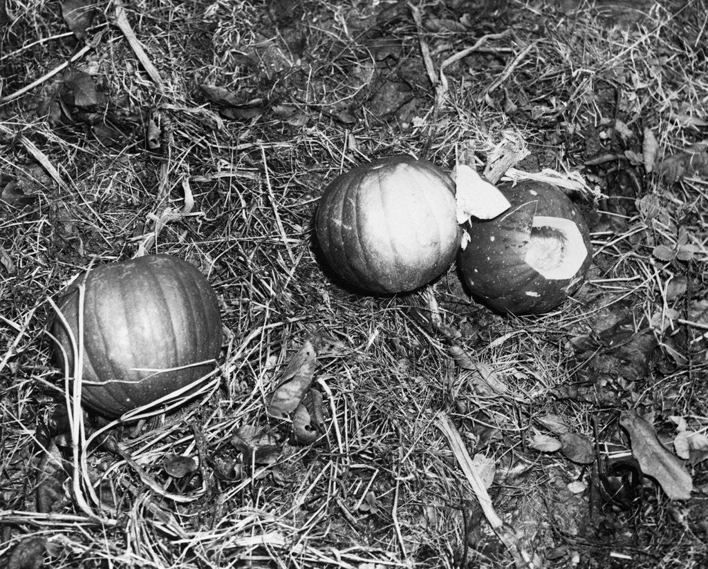 Detail of Pumpkin with Microfilms at Farm by Corbis