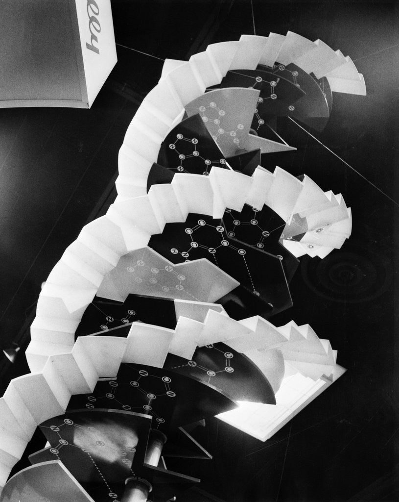 Detail of Model Of Dna Molecule by Anonymous