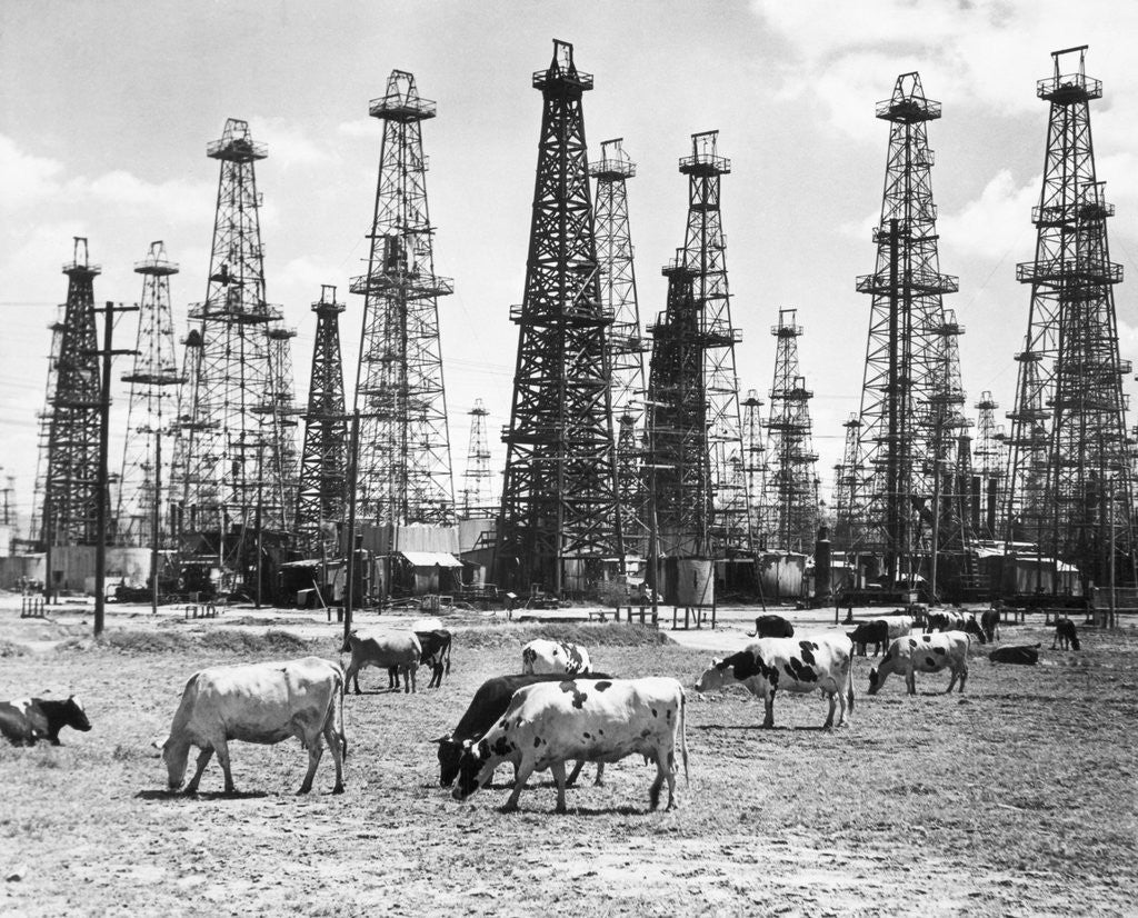 Detail of Cows Grazing Near Oil Wells by Corbis