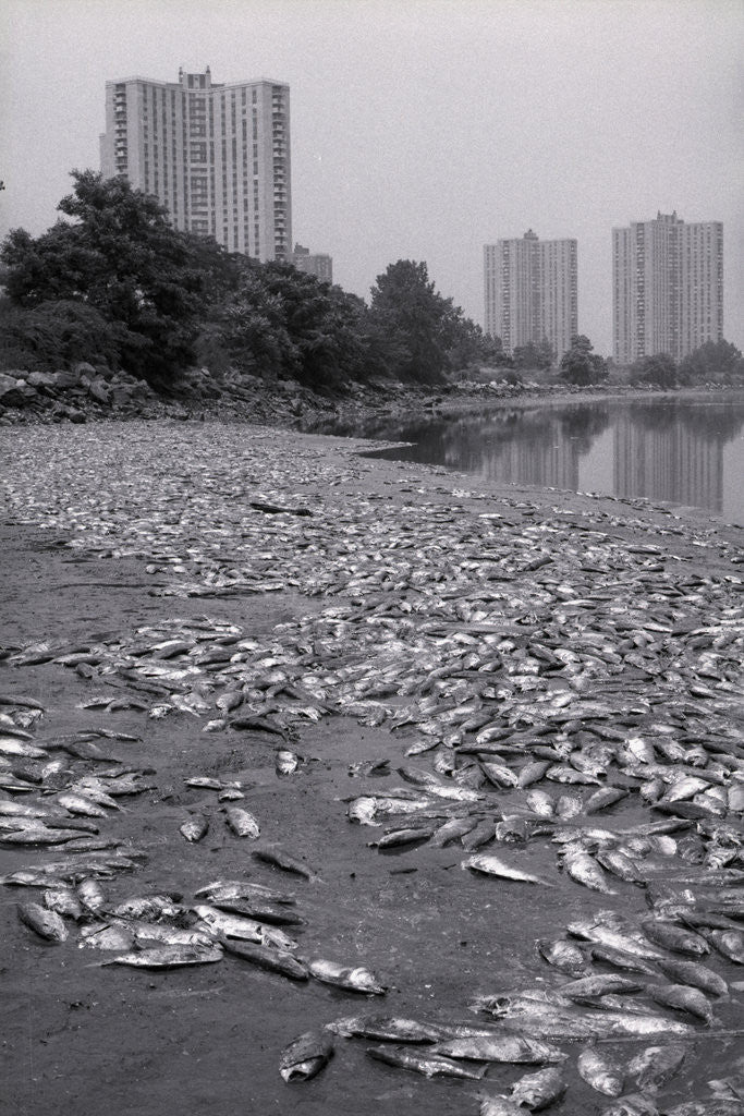 Detail of Dead Fish Covering Hutchinson Riverbank by Corbis