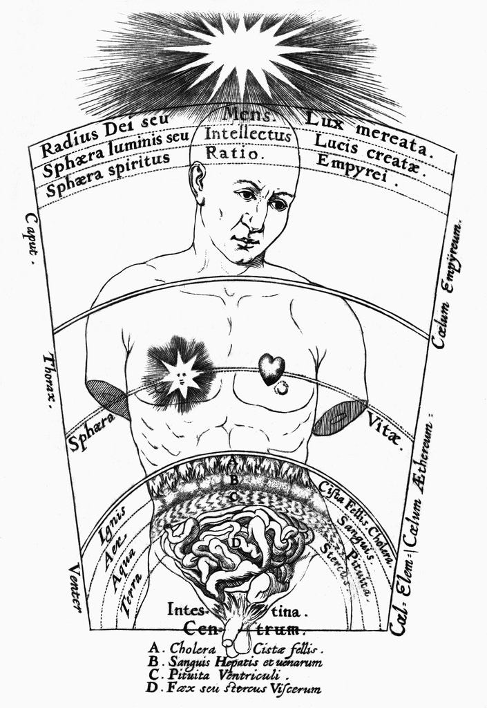 Detail of Diagram Of Male Torso & Intestines by Anonymous