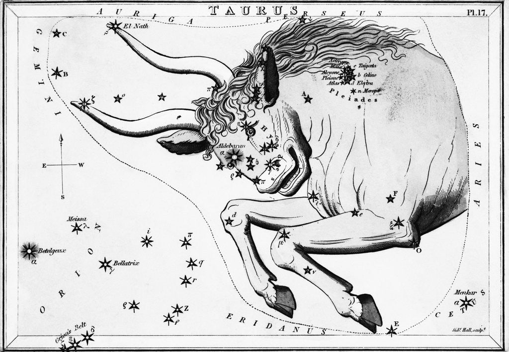 Detail of Engraving Of Taurus, Front Half Of Bull by Corbis