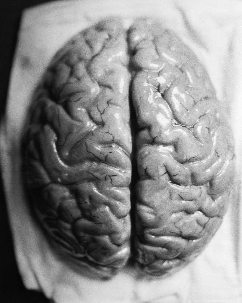 Detail of The Human Brain by Anonymous