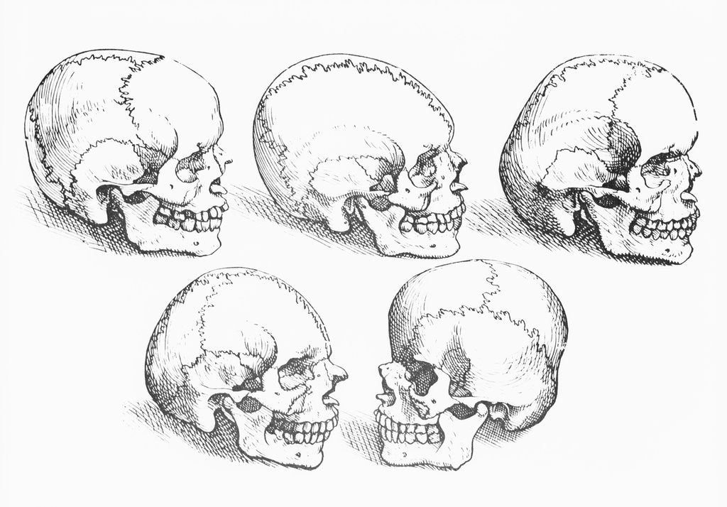 Detail of Vesalius' Engraving Of 6 Human Skulls by Anonymous