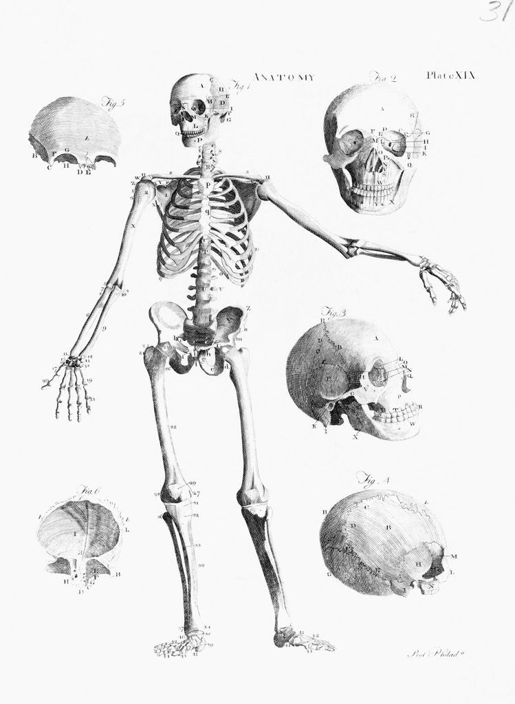 Detail of Full-Figure Skeleton Illus. W/Skulls by Anonymous