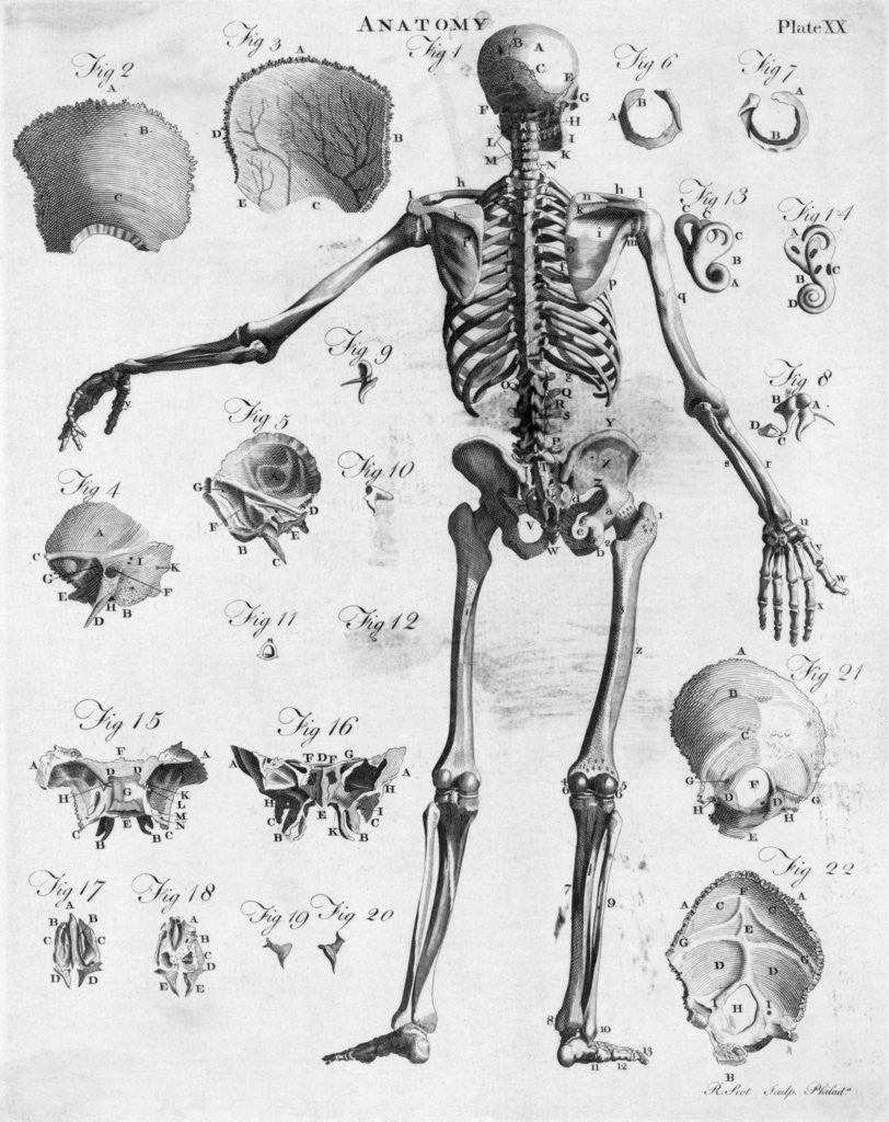 Detail of Anatomy:The Human Skeleton Frame by Anonymous
