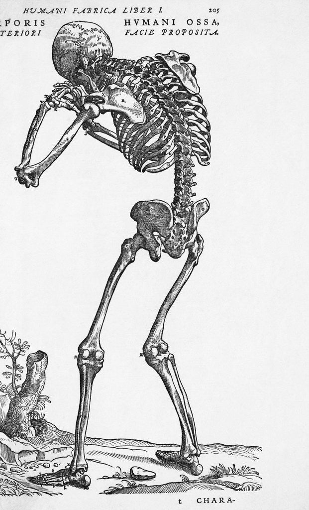 Detail of Skeleton Posterior by Anonymous