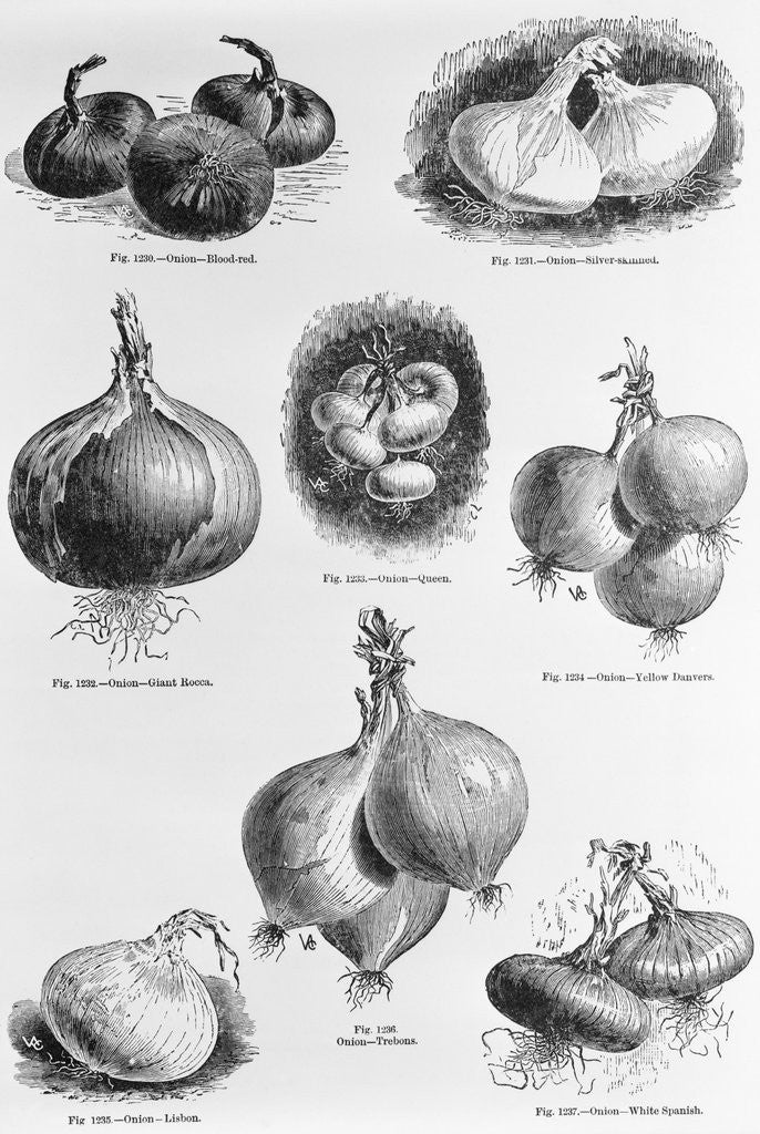 Detail of Eight Varieties Of Onion - 1800'S Woodcut by Anonymous