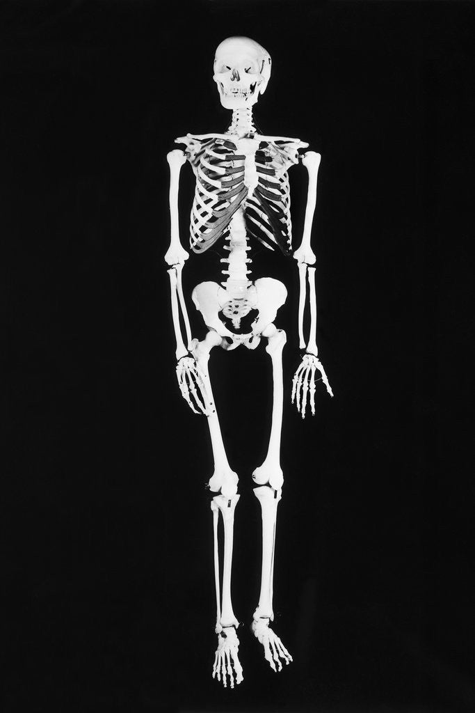 Detail of Skeleton On Black Background by Anonymous