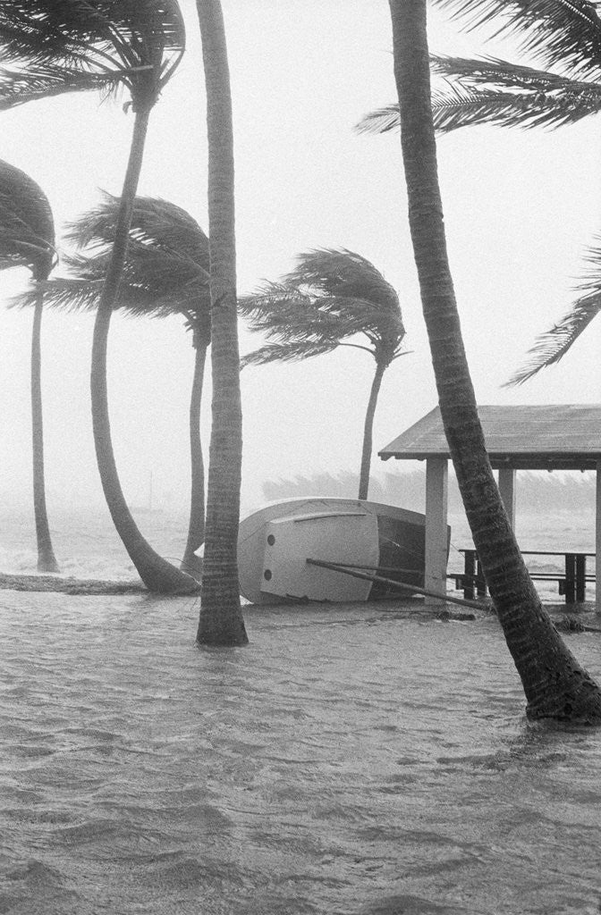 Detail of Boat Overturned By Hurricane Winds by Anonymous