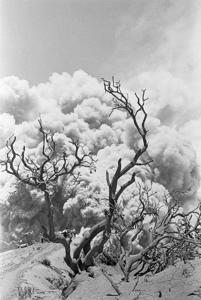 Detail of Tree Buried in Volcanic Ash, Costa Rica by Anonymous