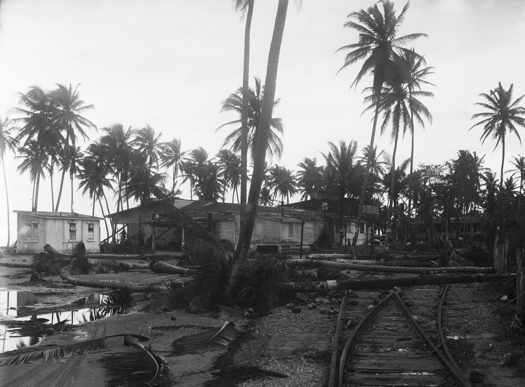 Detail of Coconut Trees Lying Across Rr Tracks by Anonymous