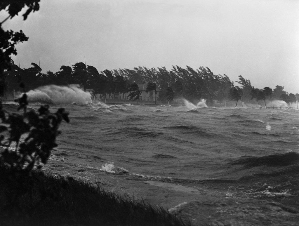 Detail of Rough Water and Blowing Palm Trees by Anonymous