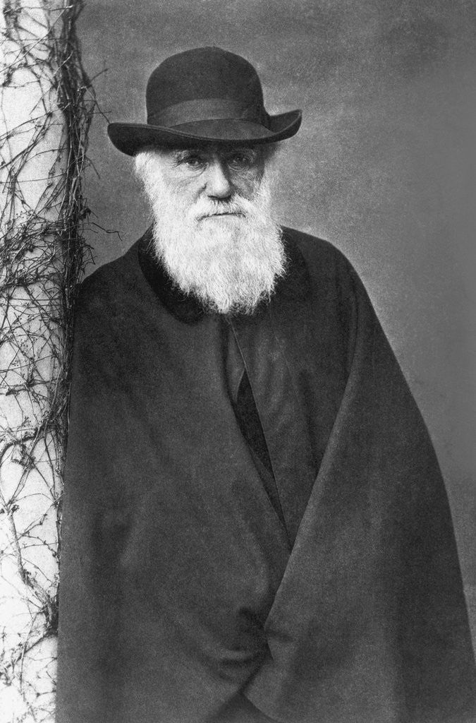 Detail of Charles Darwin by Anonymous