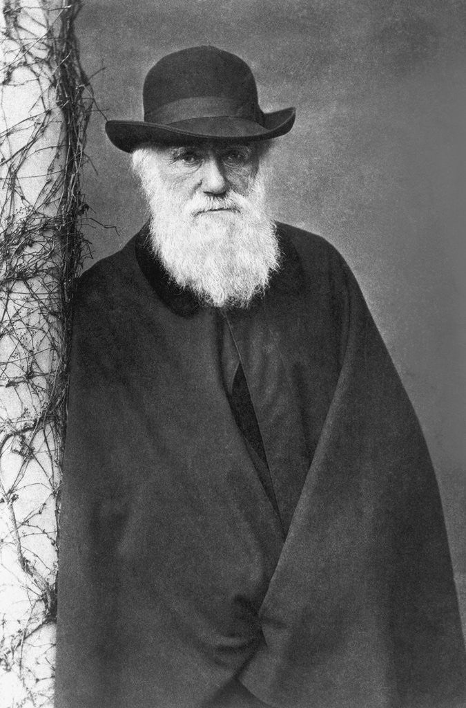 Detail of Charles Darwin by Corbis