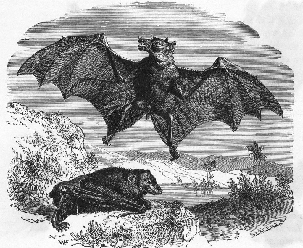 Detail of Illustration Flying and Resting Bat by Anonymous