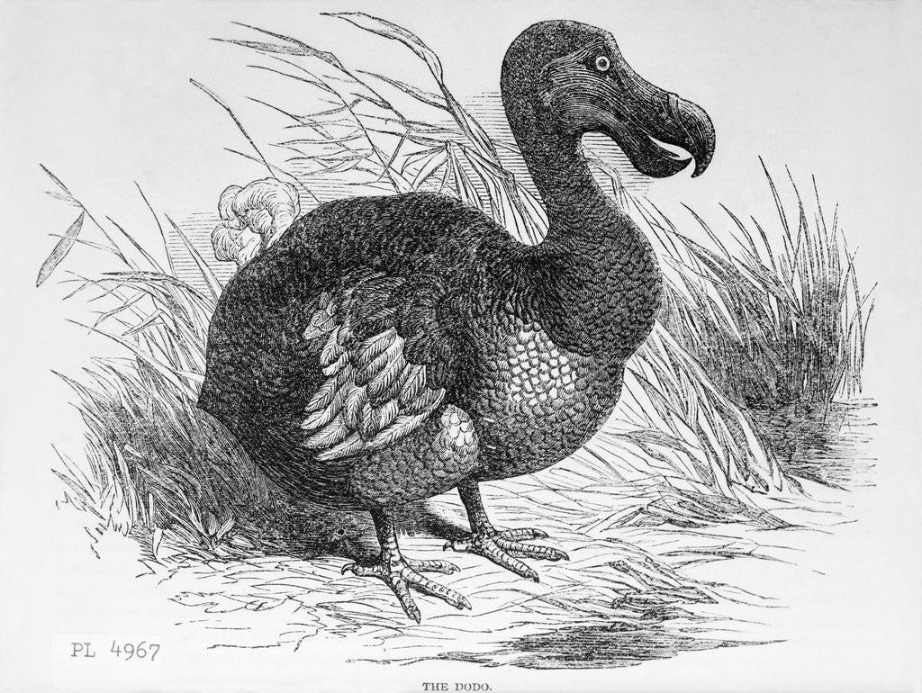 Detail of Engraving of a Dodo Bird by Anonymous