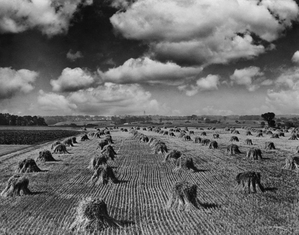 Detail of Midwestern Wheat Field at Harvest Time by Anonymous