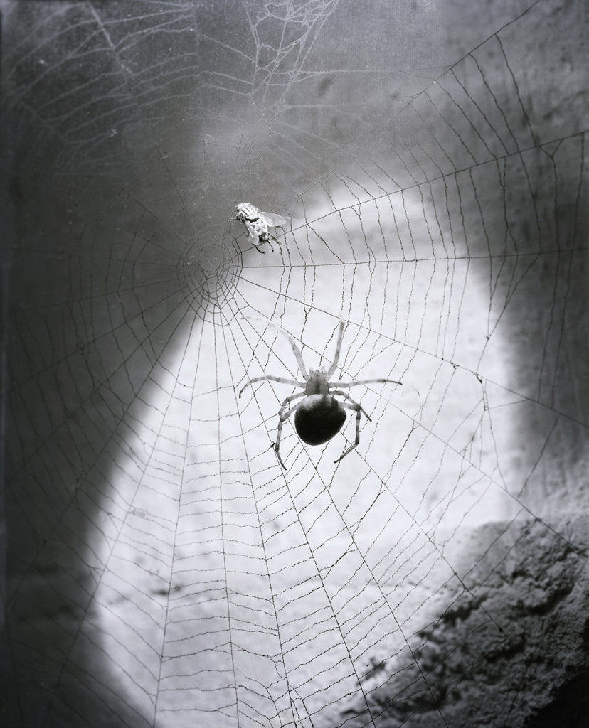 Detail of Close-Up Of A Fly & Spider In A Web by Anonymous