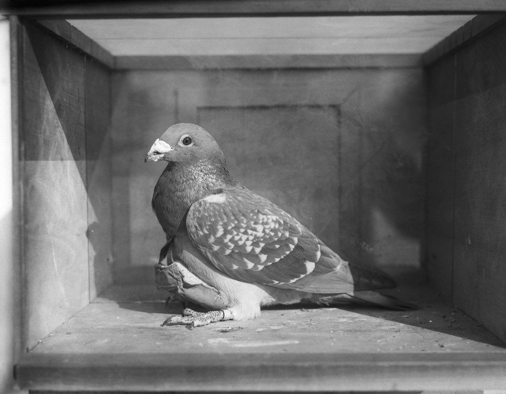 Detail of Carrier Pigeon Used in an Experiment by Anonymous