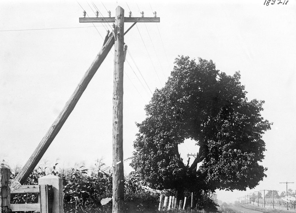 Detail of Hole In Tree Allows Telephone Wires Thru by Anonymous