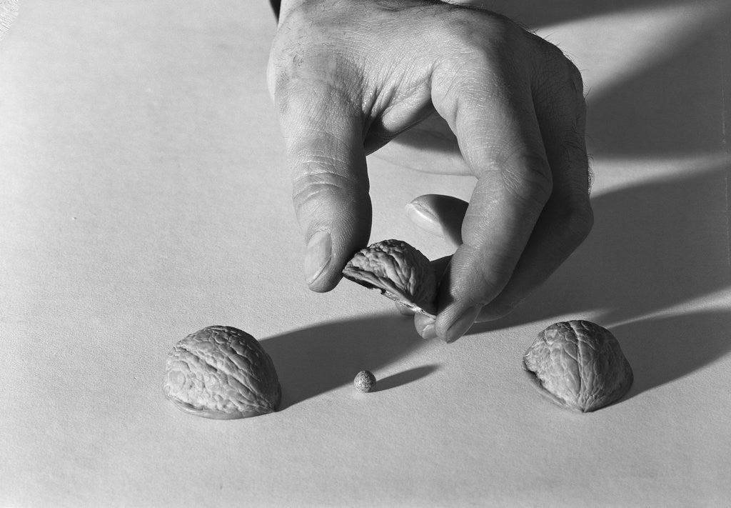 Detail of Shell Game by Anonymous