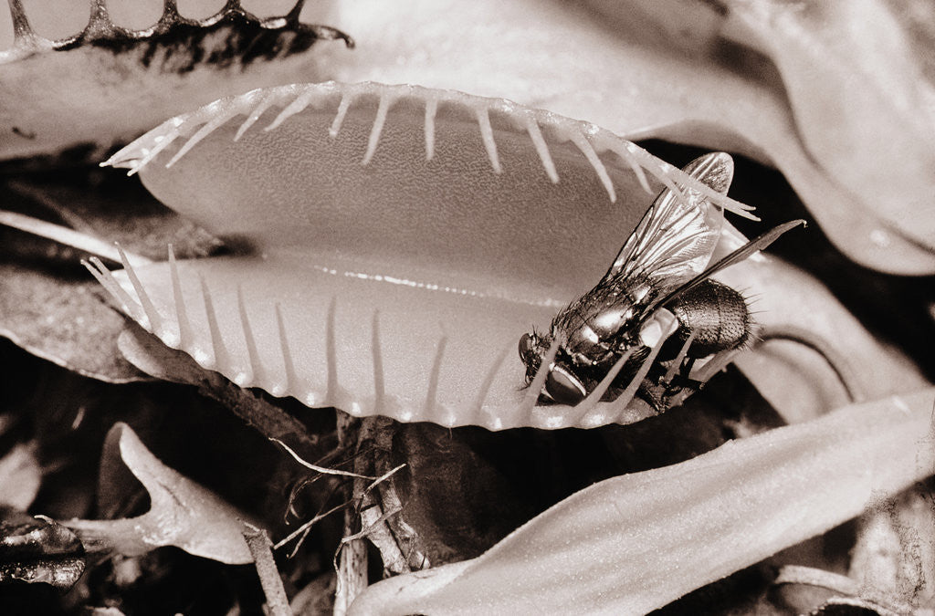 Detail of Fly in Leaf Blades of Venus Fly Trap by Anonymous