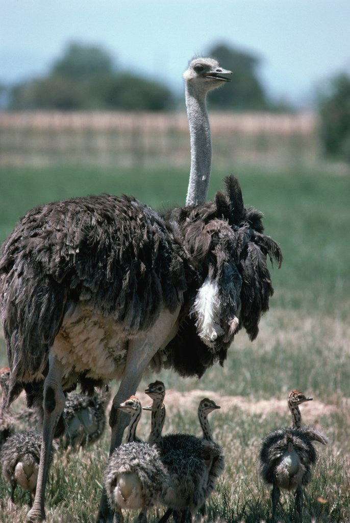 Detail of Ostrich Watches Over Its Chicks by Anonymous
