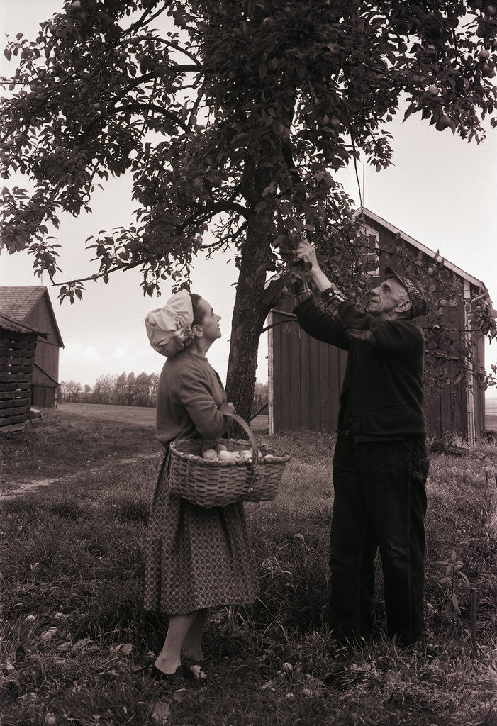 Detail of Farmer Pulls Pears from a Tree by Anonymous