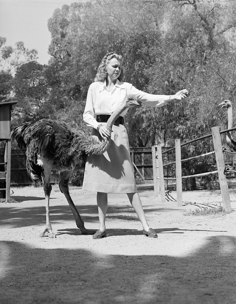 Detail of Woman Feeds Ostrich Orange on Farm by Anonymous
