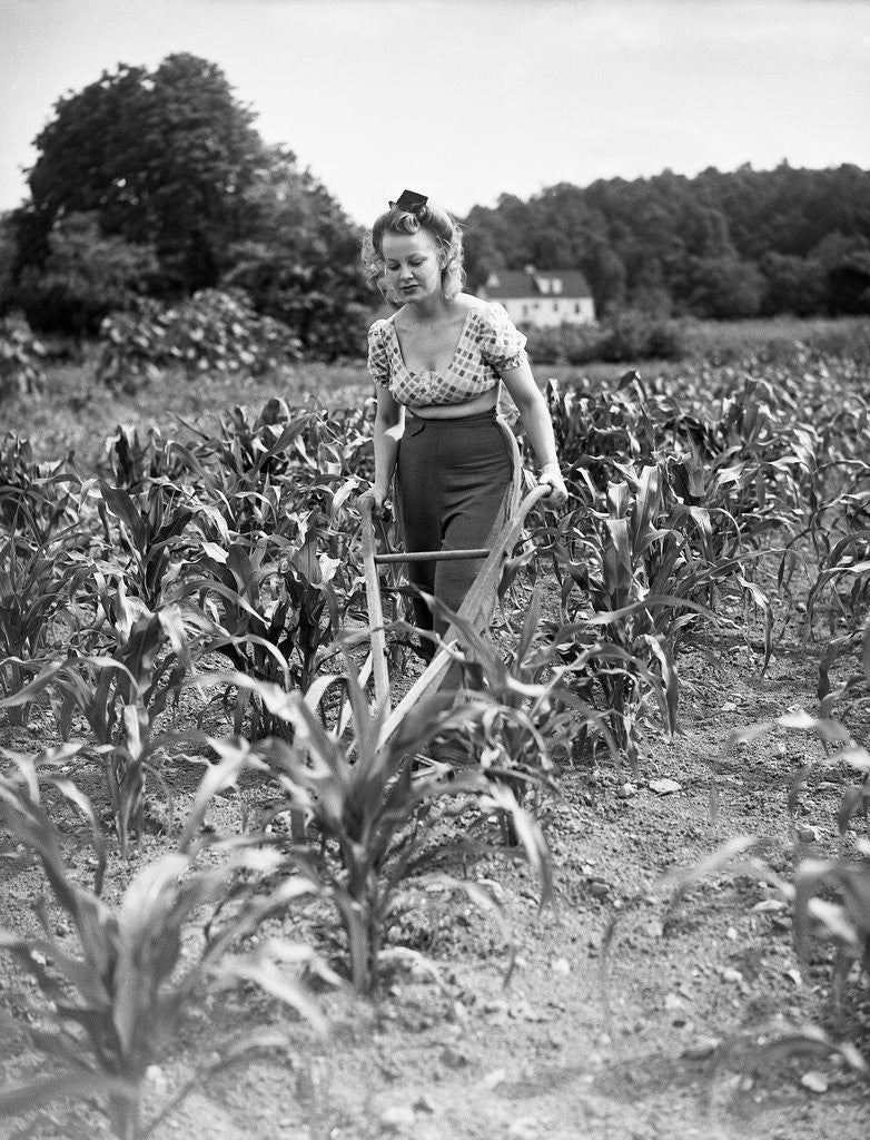 Detail of Woman Cultivating Corn Field by Anonymous