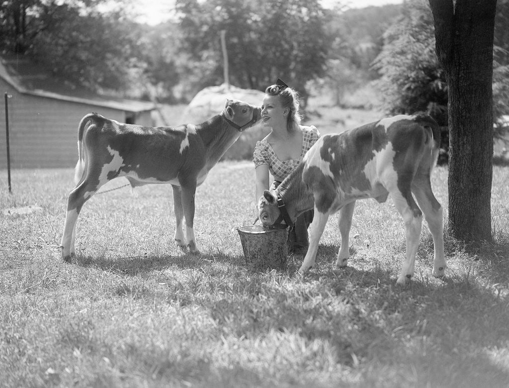 Detail of Woman Feeding Calves On Farm by Anonymous
