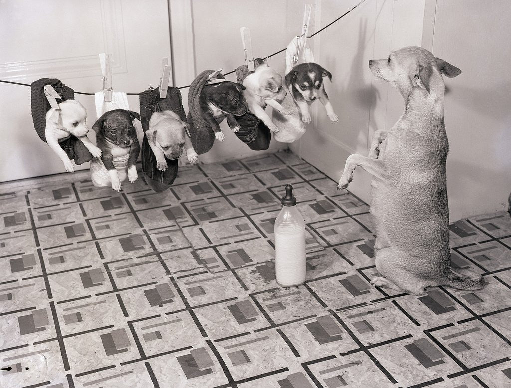 Detail of Chihuahua Feeding Her Pups by Anonymous