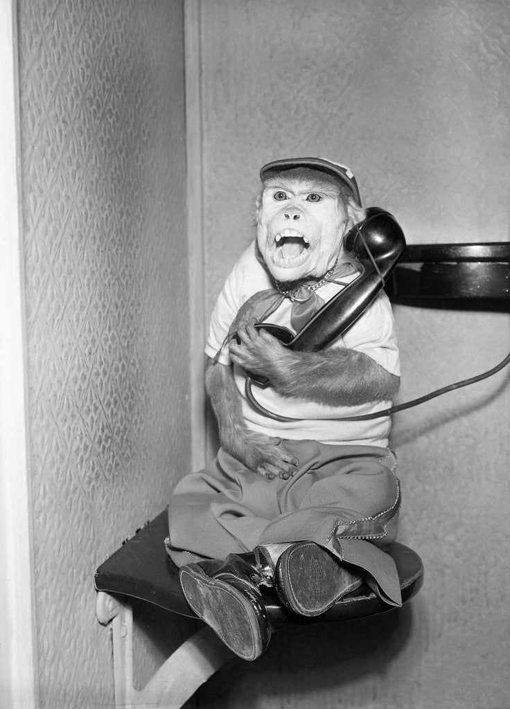 Detail of Monkey in Clothing Holds Phone Receiver by Anonymous