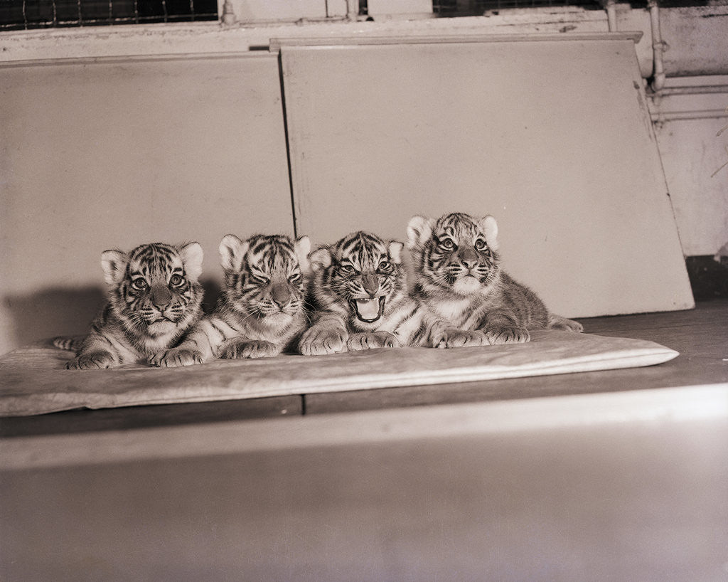 Detail of Tiger Cub Quadruplets at Bronx Zoo by Anonymous