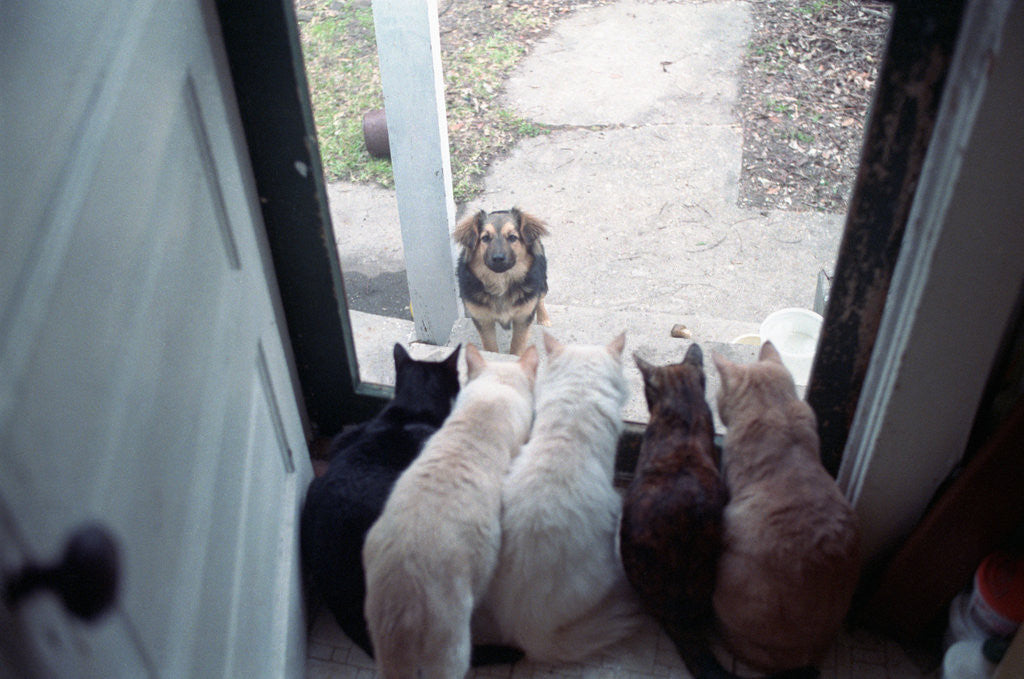 Detail of Dog Looking Through Cat-Lined Window by Anonymous