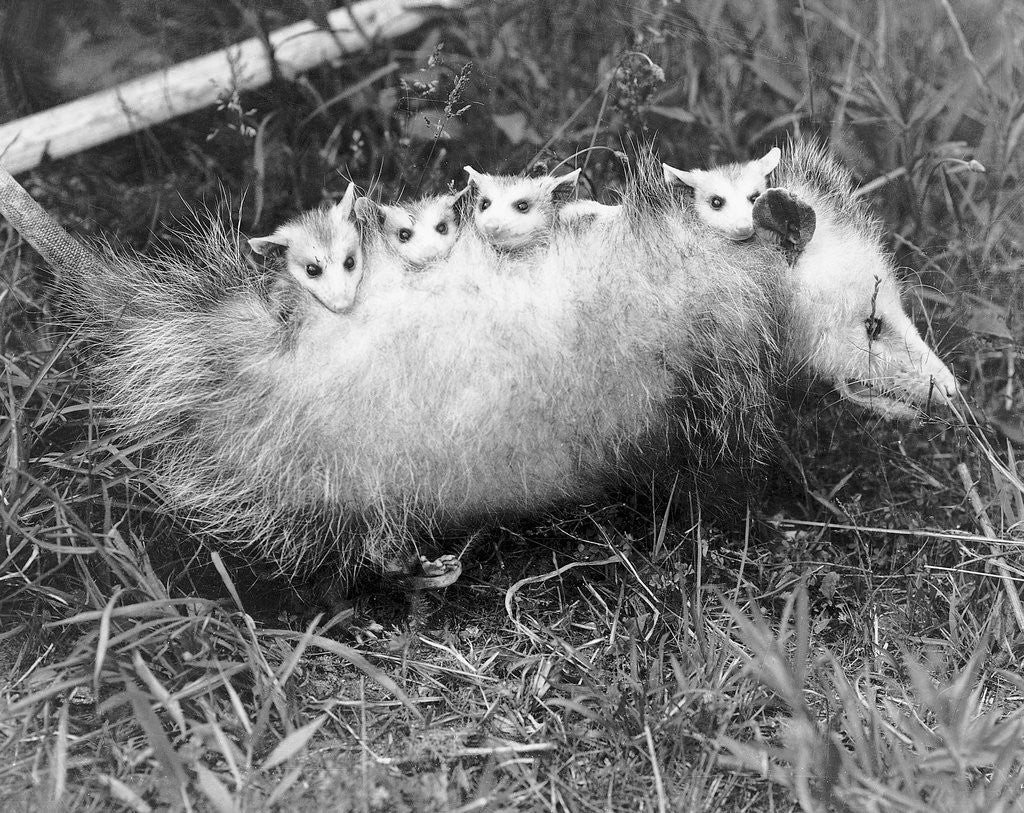 Detail of Female Opossum With Young by Anonymous