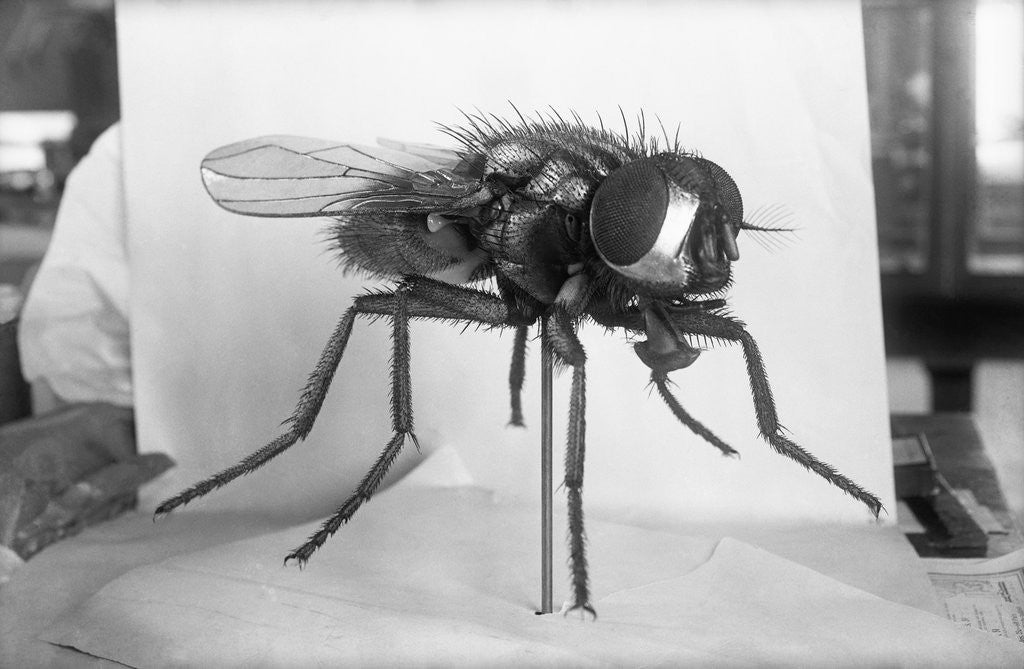 Detail of Close-Up Of A Fly by Anonymous