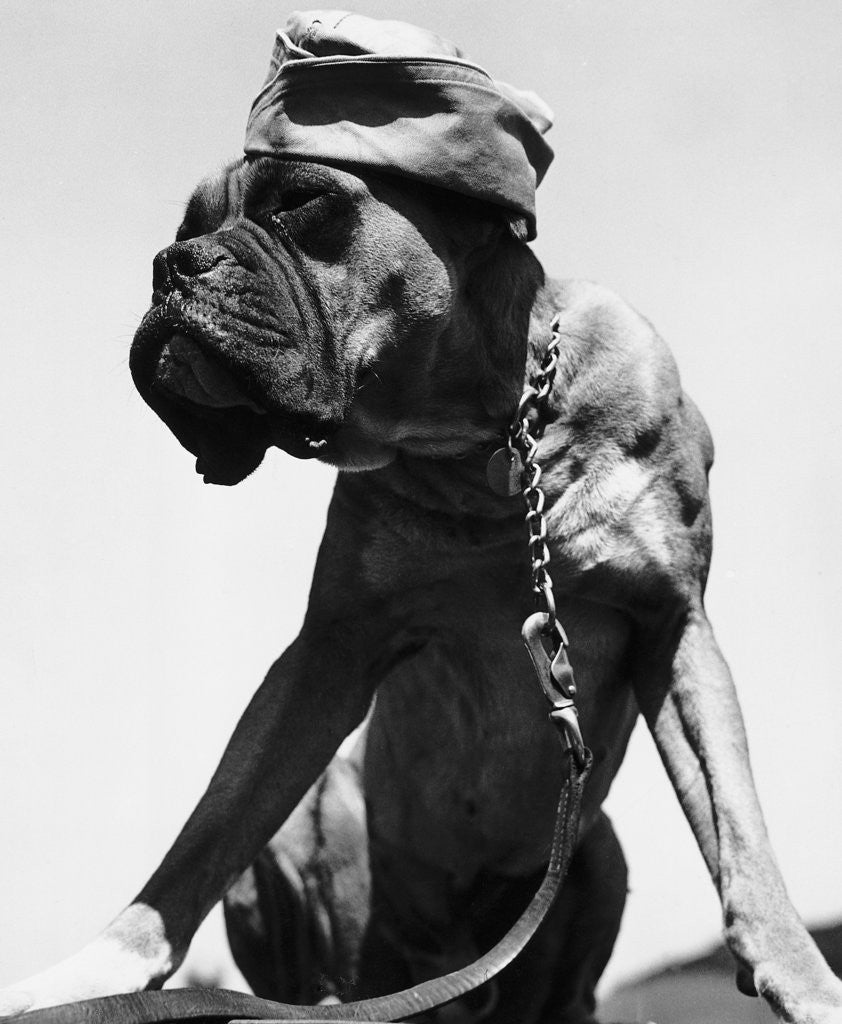 Detail of War Dog Poses Wearing Overseas Cap by Anonymous