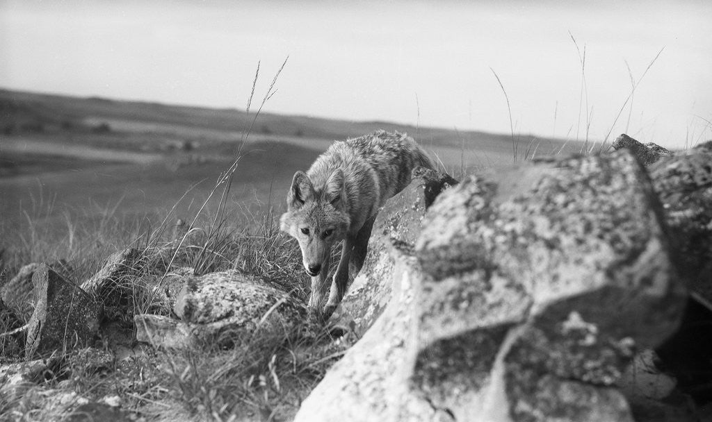 Detail of Coyote On Prairie Lurking For Prey by Anonymous