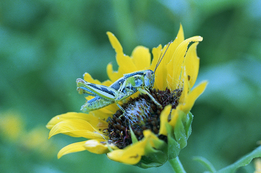 Detail of Grasshopper on Sunflower by Anonymous
