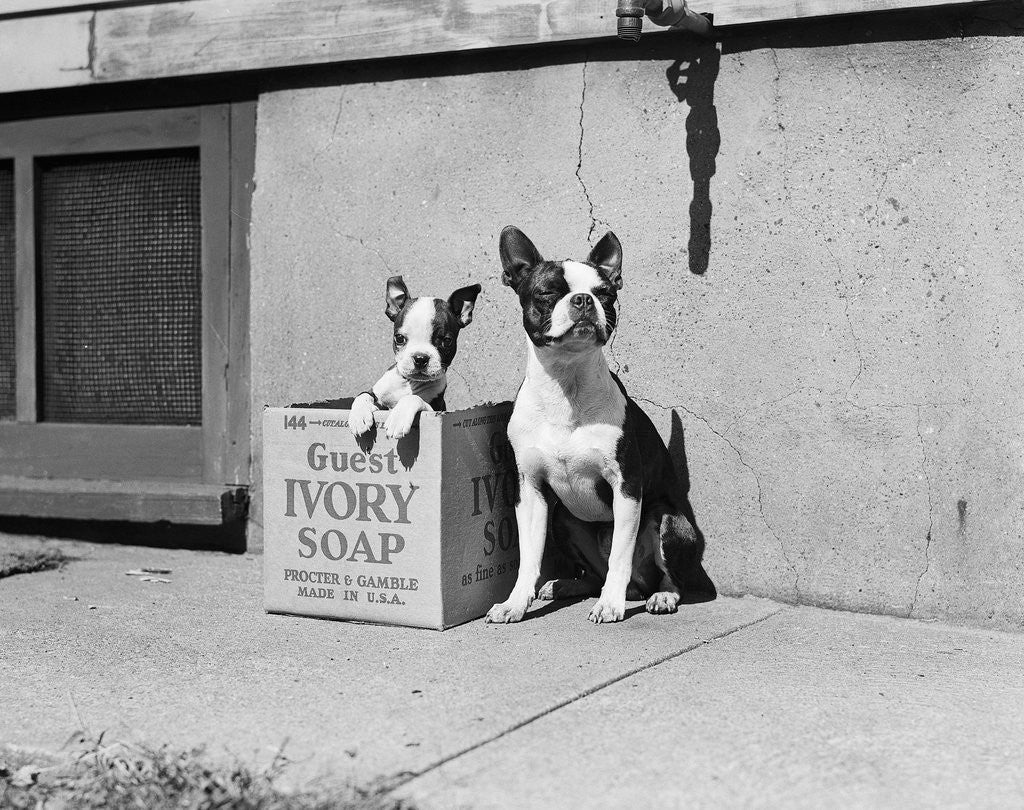 Detail of Boston Bulldog and Puppy by Corbis