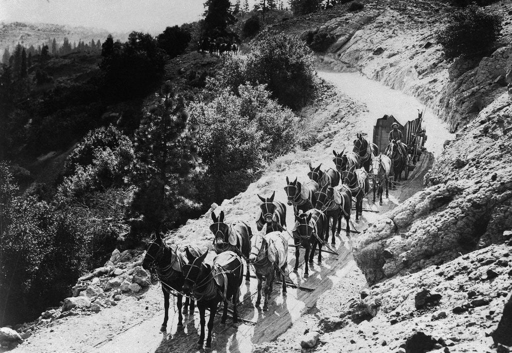 Detail of Pack Of Team Mules Going Through Sonora Pass by Corbis