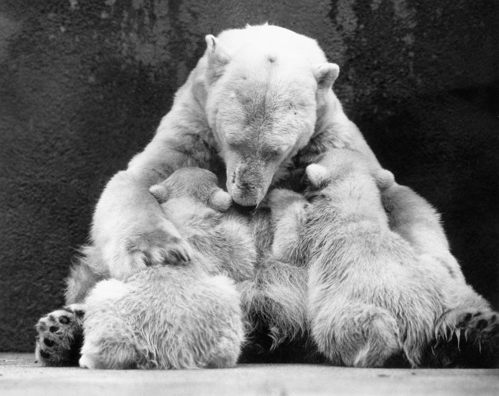Detail of Polar Bear With Her Babies by Corbis