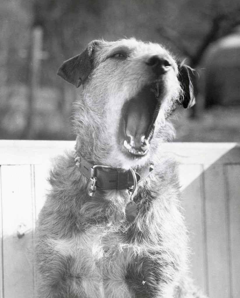 Detail of Dog Yawning by Anonymous