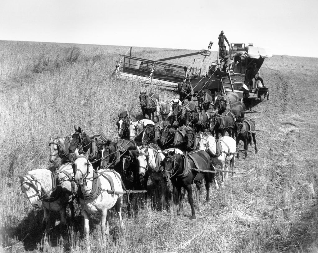 Detail of Farmers Use Horse Driven Harvester by Anonymous