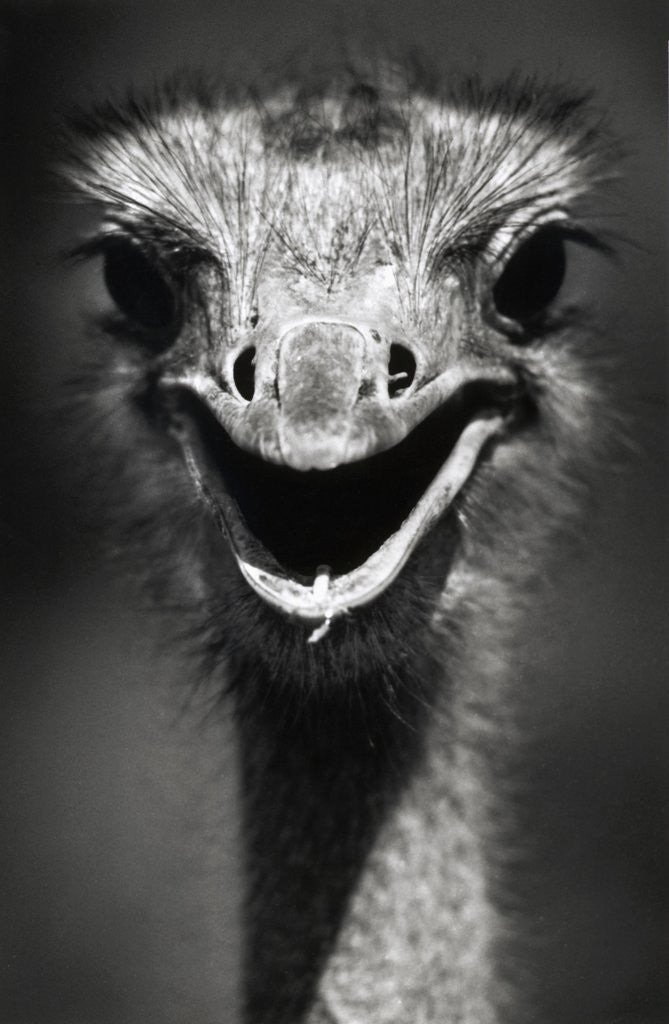Detail of Ostrich Head by Anonymous