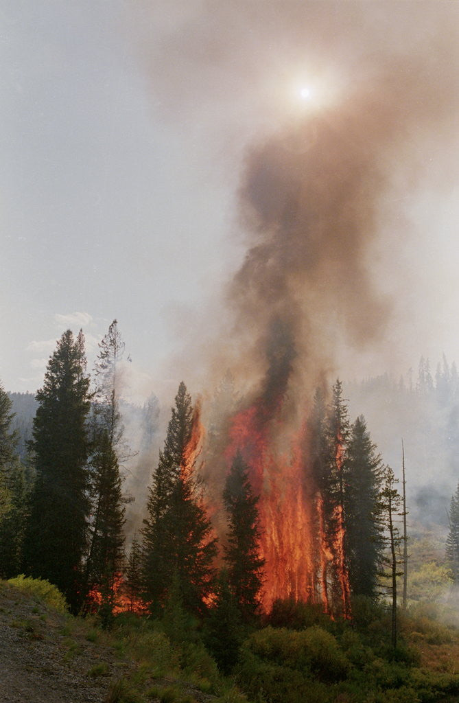 Detail of Trees Burning In Forest Fire by Anonymous